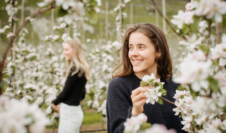 Foto I Ryfylke kan man vandre blant tusenvis av frukttrær. Om våren er trærne fulle av vakre blomster. Foto: Feien og Fjong Foto