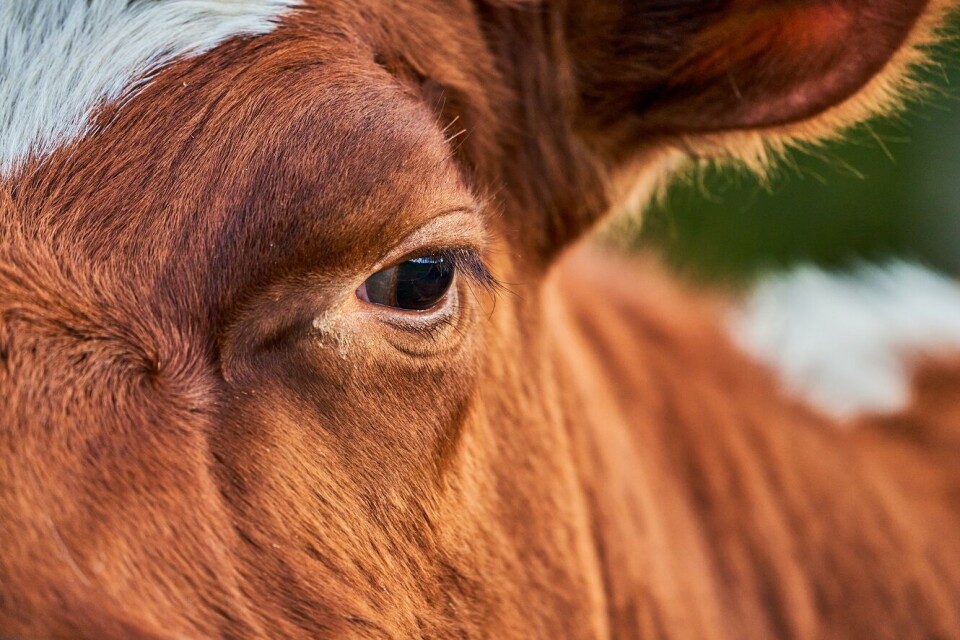 Tuberkulose hos storfe ble erklært utryddet i Norge i 1963. Siden den gangen har det kun vært to påvisninger, før nå, skriver Animalia. Illustrasjonsfoto: Tim Starke / iStock Photos