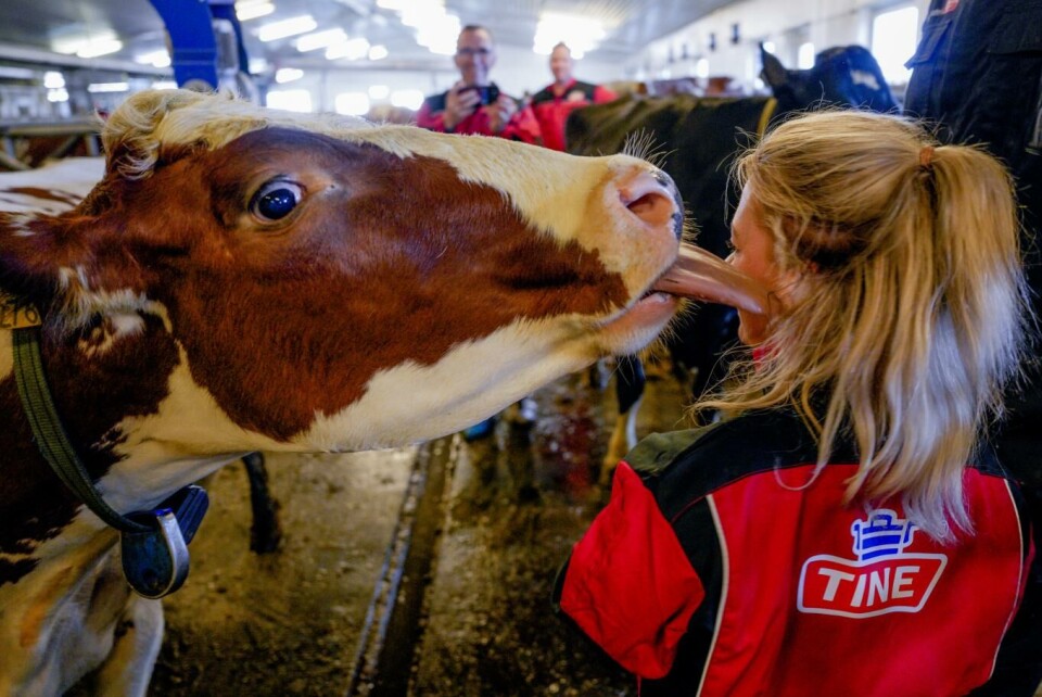 Foto Klima- og miljøminister Espen Barth Eide (Ap) tar bilde av landbruks- og matminister Sandra Borch (Sp) og ei ivrig ku. Foto: Javad Parsa, NTB