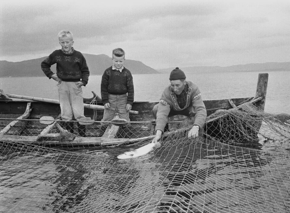Det ble fisket 134 tonn laks i norske fjorder i år. Det er 37 prosent mer enn i bunnåret 2021, men likevel den nest laveste laksefangsten som er registrert. Lensvik 19620721. Her er det skilegenden Harald Grønningen som trekker laks sammen med sine nevøer Jon og Evar i Lensvik i Trøndelag sommeren 1962.