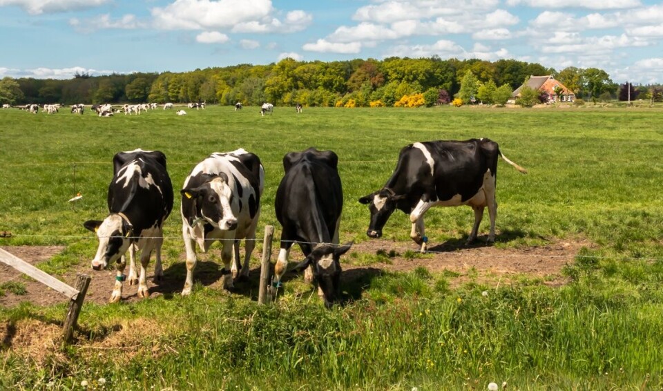 Illustrasjonsfoto: Istock/Henk Hulshof