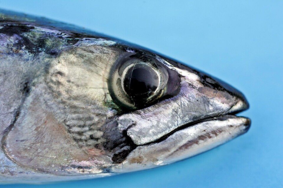Det er oppdaget fisketuberkulose i makrell. Illustrasjonsfoto: Sara Johannessen Meek / NTB