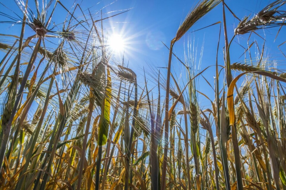 Hvor skal vi produsere mat til stadig flere nordmenn når vi bygger boliger, veier og vindparker på dyrket jord og beiter, spør Landbruksdirektoratet. Foto: Halvard Alvik | NTB scanpix
