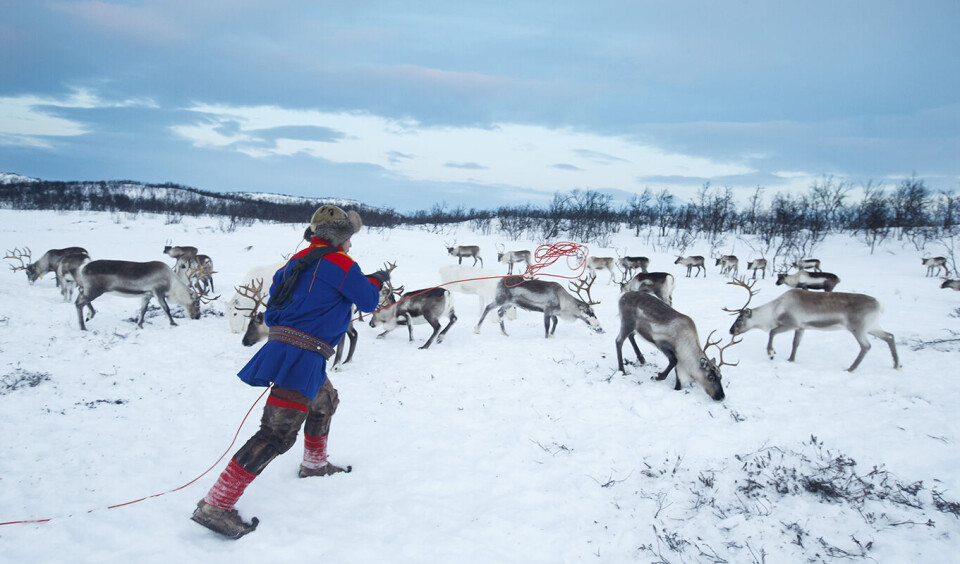 Reineier Jon Mikkel Eira kaster lasso ved Nattvann (Idjajávri) to mil utenfor Karasjok. Foto: Heiko Junge / NTB