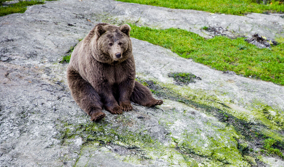 Det er en økning i antall brunbjørner i Norge. Foto: Stian Lysberg Solum / NTB