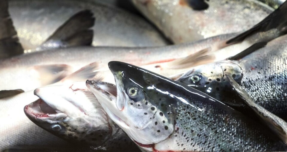Grieg Seafoods operasjonelle driftsresultat faller til 385 millioner i første kvartal i år.