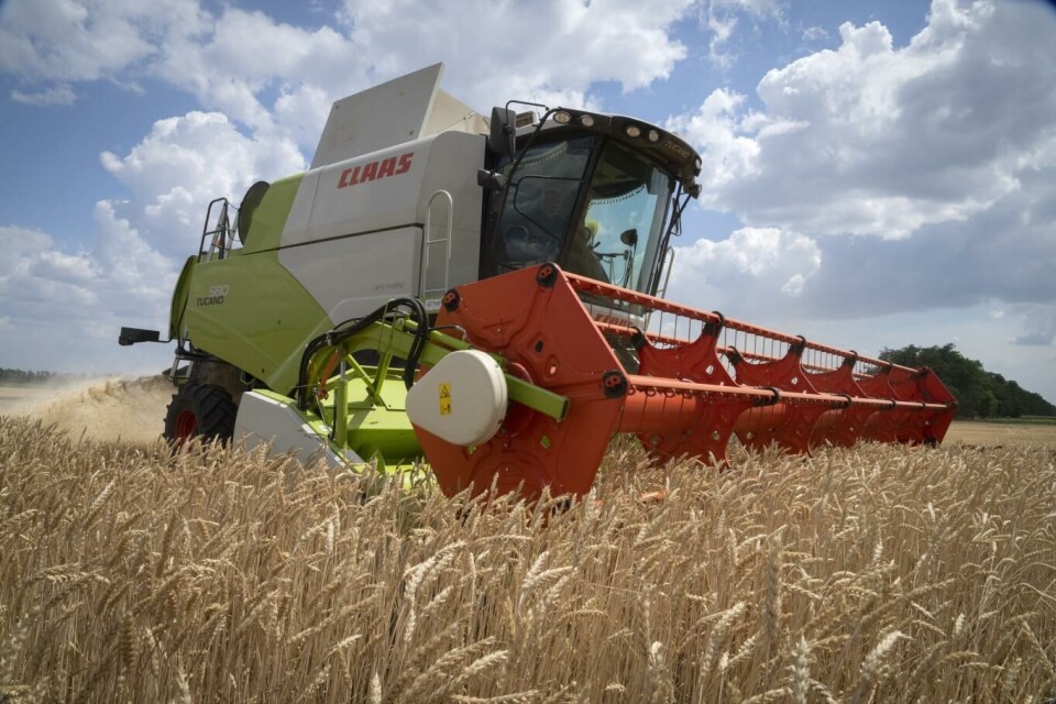Flere EU-land som var ment å fungere som transittland for ukrainsk korn, har fått EU med på et midlertidig importforbud etter at billig korn fra Ukraina har kuttet lønnsomheten for de aktuelle landenes produsenter. Arkivfoto: Jefrem Lukatskyj, AP, NTB