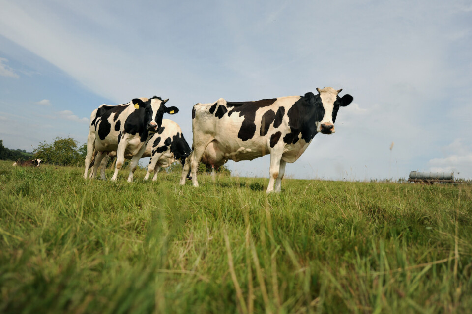 I et forsøk på å nå klimamålene i landbruket, vil den irske regjeringen redusere storfebestanden med rundt 200.000 de neste tre årene. Melkebøndene sier kuttene må være frivillige. Illustrasjonsfoto: Frank May, NTB
