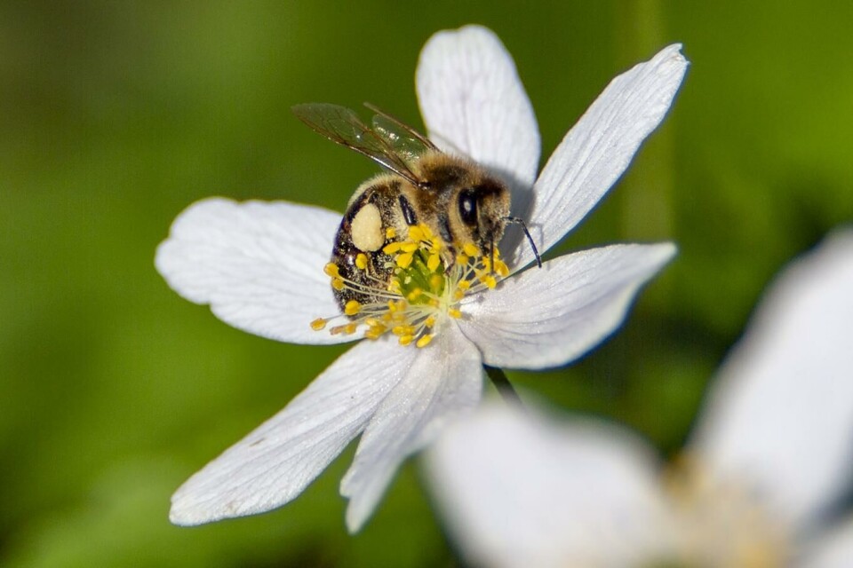 En bie samler nektar på hvitveis og produserer senere ekte honning. Foto: Paul Kleiven, NTB