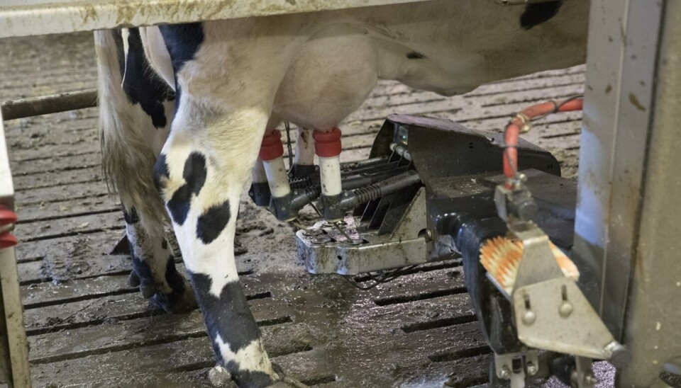 Landbruksdirektoratet har fjernet overproduksjonsavgiften på kumelk for å få fart på melkeproduksjonen.