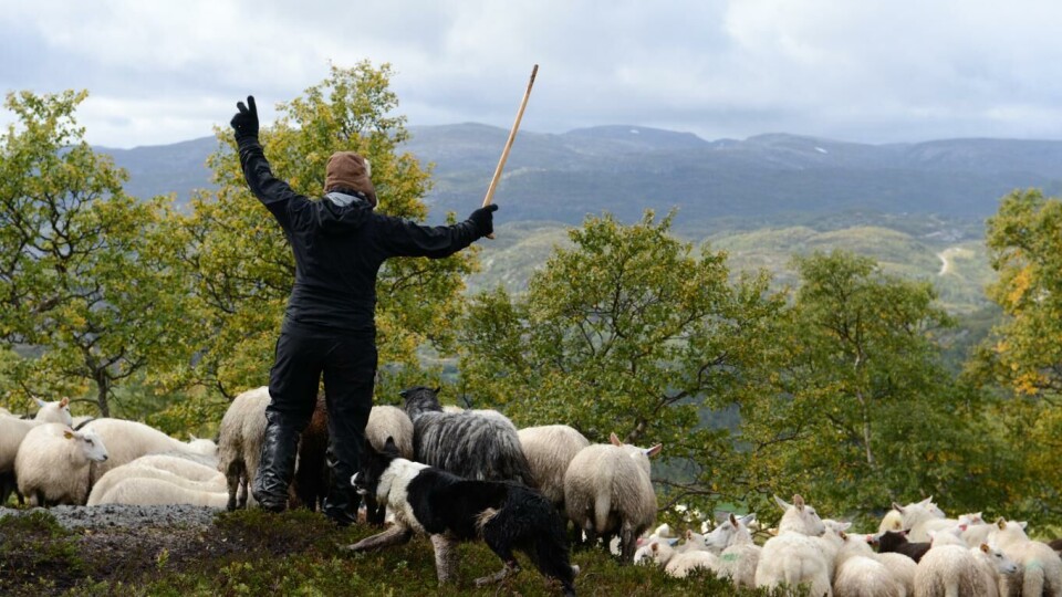 Den norske bonden, her representert ved Tone Gjedrem i Sirdalsheiene, er trendy!