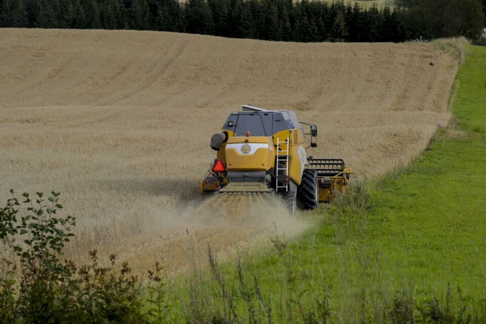 Medregnet tap av årsverk innenfor produksjon av fôrkorn anslår Nibio at jordbruket vil miste 6350 årsverk innen 2030. Illustrasjonsfoto: Vidar Ruud, NTB scanpix