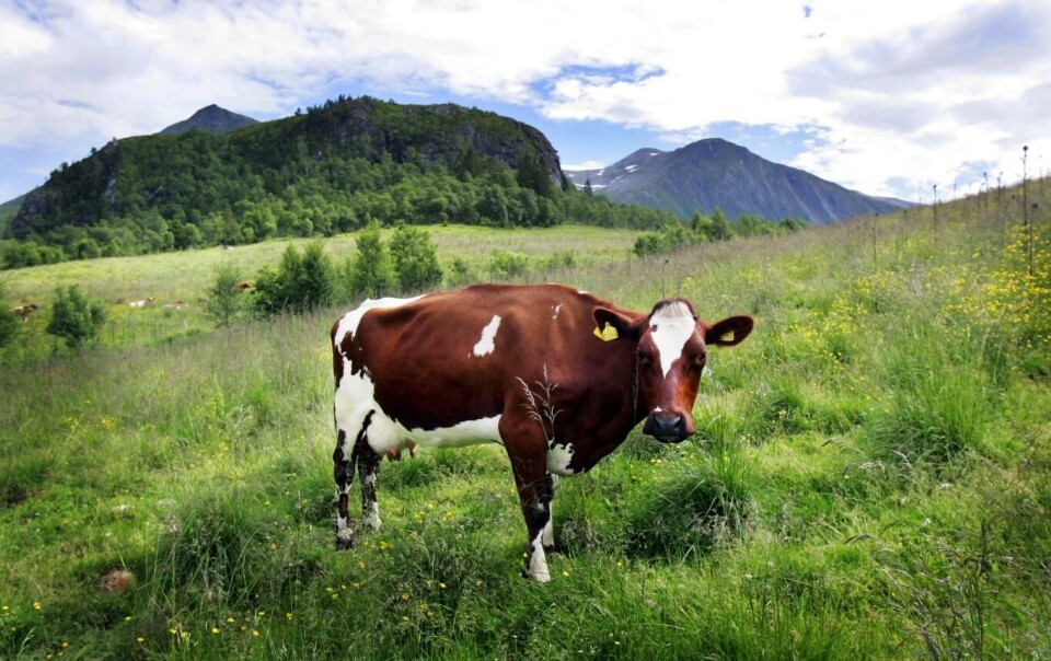 Det ble ikke noe lykkelig liv i frihet for kua som rømte i Tyskland. Etter å ha rasert flere rom i et hus, ble den innhentet og avlivet. Illustrasjonsfoto: Lise Åserud, NTB scanpix