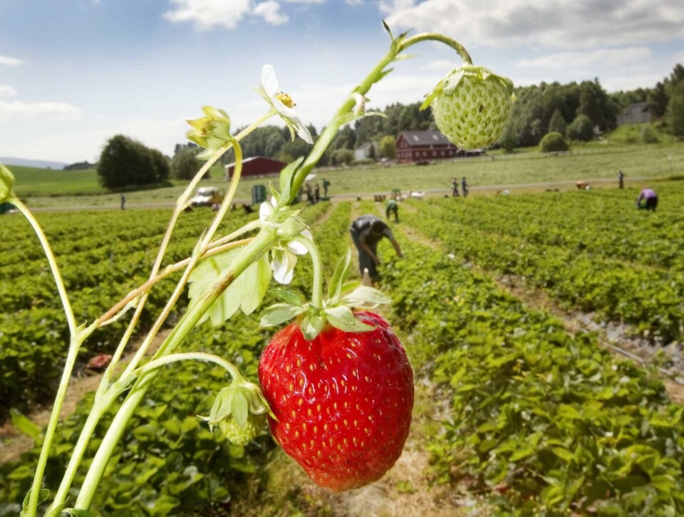 Få nordmenn har fått jobb i jordbæråkeren. Foto: Gorm Kallestad, NTB