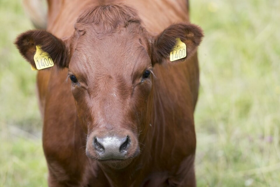 Tine har bedt norske melkeprodusenter om å produsere mer melk. Dermed blir færre kuer sendt til slakt, og med økt etterspørsel etter kjøtt blir det derfor importert mer kjøtt. Foto: Jon Olav Nesvold, NTB scanpix