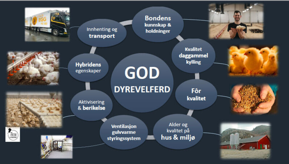 – Dyrevelferd handler om mer enn bare valg av kyllingrase, understreker Fredrik Strømmen.