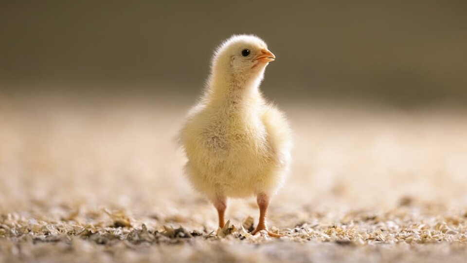 Anima: Oda er i verdenstoppen på dyrevelferd