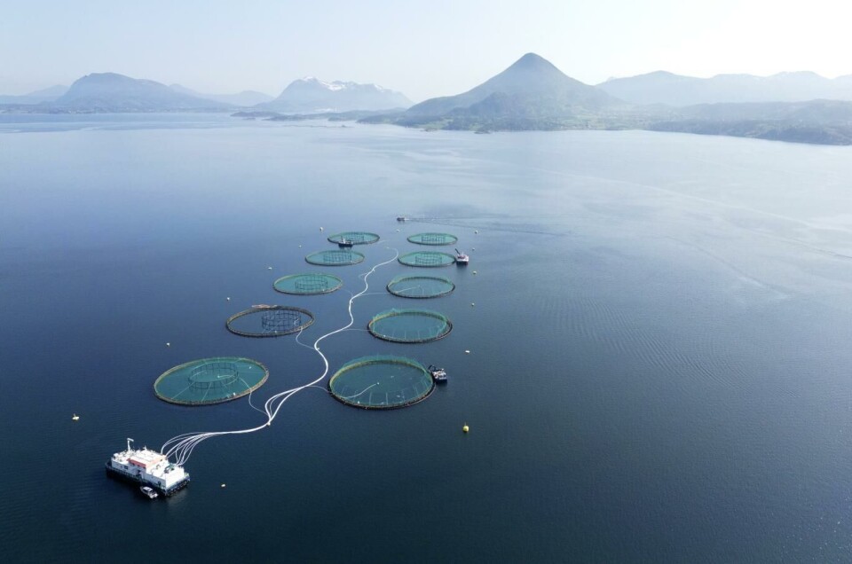 Mowi er verdens største oppdretter av atlantisk laks. Selskapet leverte et knallsterkt 2023, noe som gir pengedryss til aksjonærene.