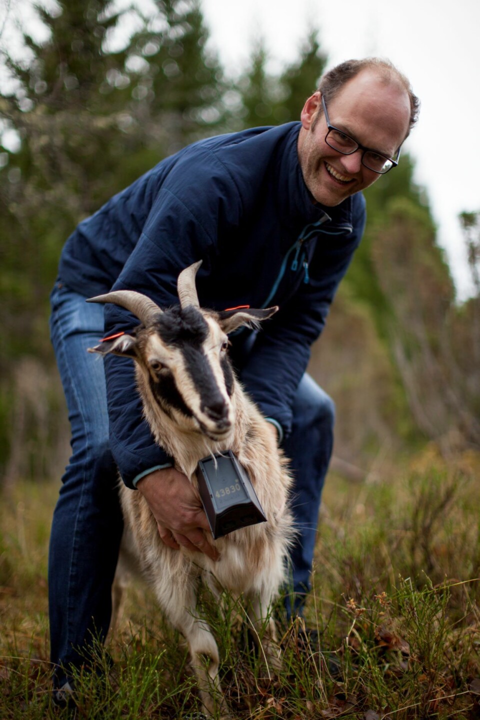 Foto Oscar Hovde Berntsen har en spesiell forkjærlighet for geiter. Faren hans er geitebonde og det var geit som testet ut de første utgavene av Nofence-klaven. (Foto: Nofence)