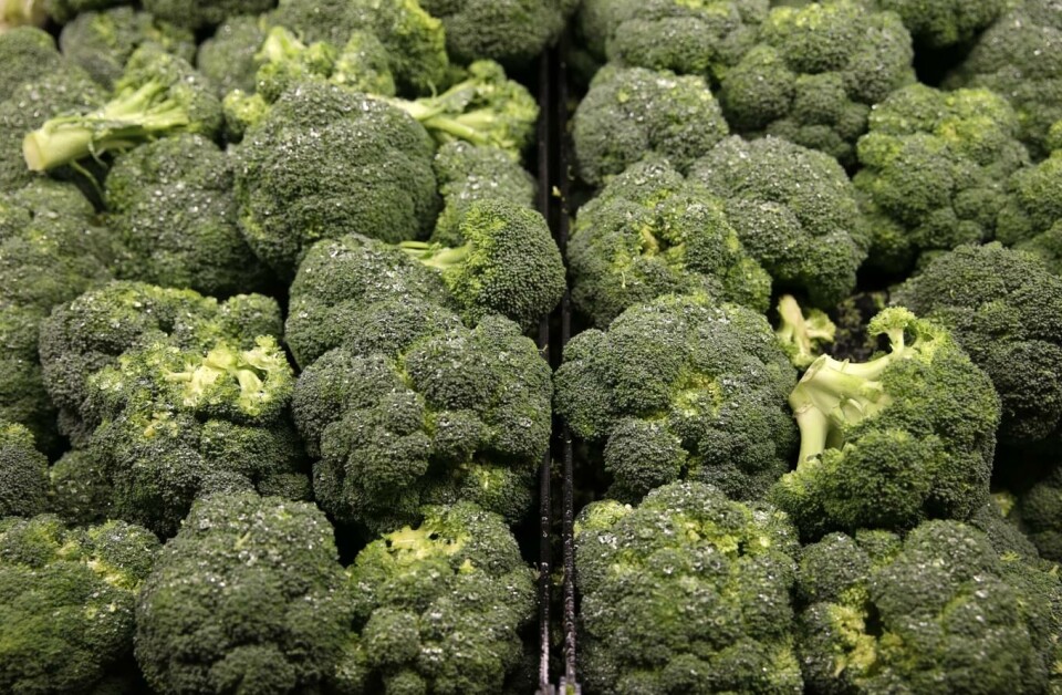 Det er for tiden altfor lite norsk brokkoli på markedet, ifølge Landbruksdirektoratet. Foto: REUTERS/Gary Cameron (UNITED STATES)