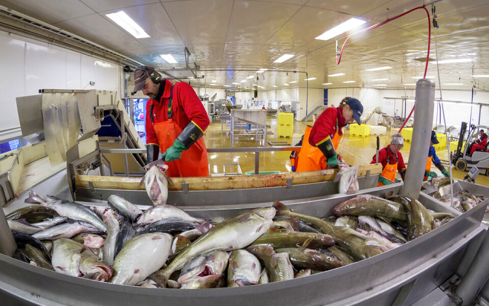 Innenfor oppdrett og fiskeri har fiskerinæringen gode søkertall de siste årene. Men sjømatindustrien har i større grad problemer med rekrutteringen.