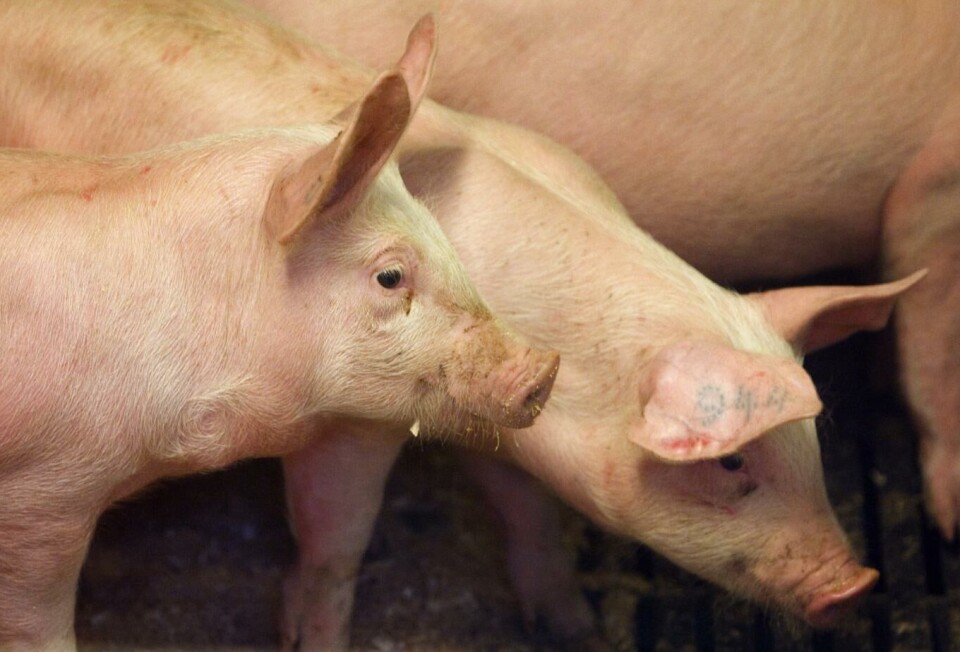 Etter flere år med overskudd på svinekjøtt, er situasjonen snudd på hodet på grunn av koronasituasjonen. Nå er lagrene tomme og Norge må importere svinekjøtt fra EU. Illustrasjonsfoto: Heiko Junge, Scanpix.