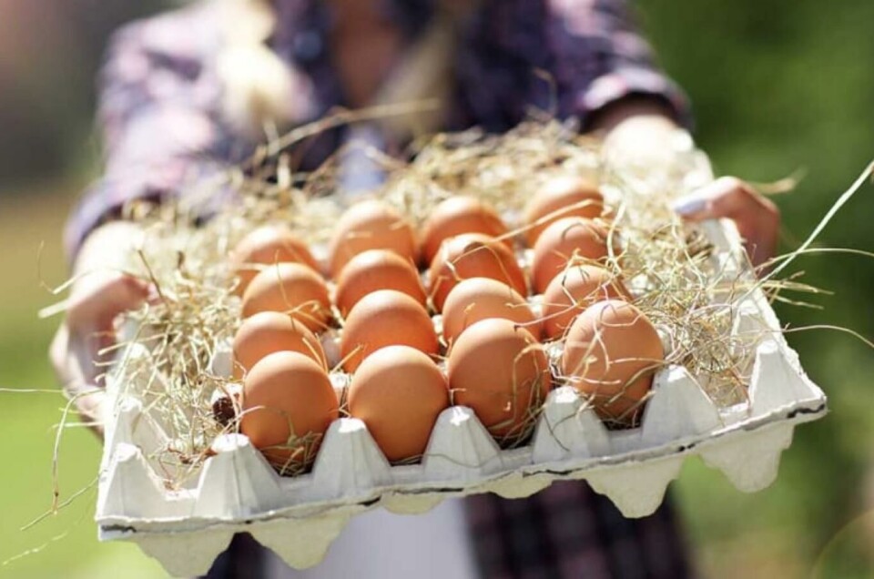 I de nye kriteriene ligger det blan annet. at Orklas selskaper skal produsere med egg fra burfrie høns.
