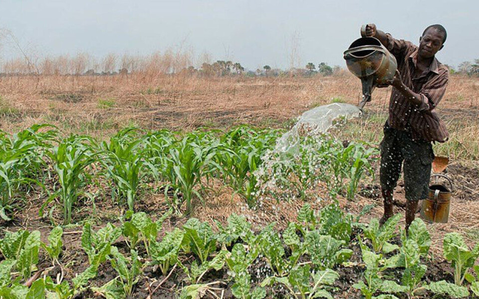 Over 600.00 bønder i Afrika får støtte via Farm to Market Alliance.