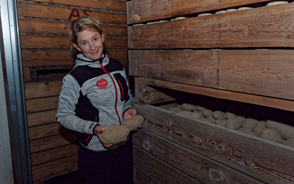 Foto Innovator-potetene som skal bli MacFries, lagres delvis til september–oktober og delvis til mai–juni før de kjøres til Findus i Tønsberg. Foto: Georg Mathisen