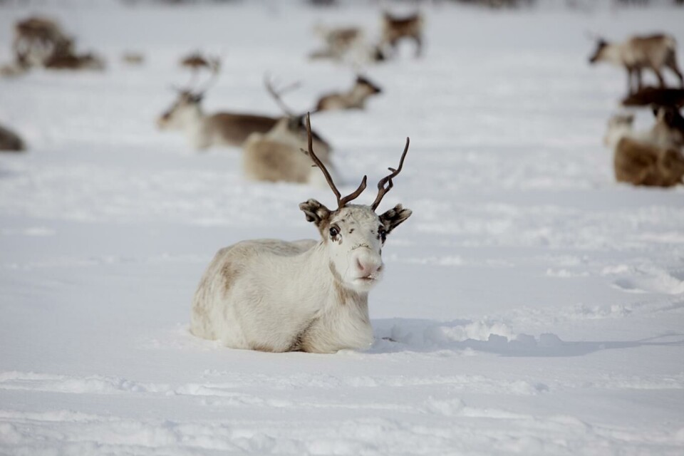 Kraftig nedgang i slaktevolumet: Store snømengder gjorde det krevende for reinen, ikke minst for kalvene, i fjor vinter. Foto: Stian Lysberg Solum, Scanpix