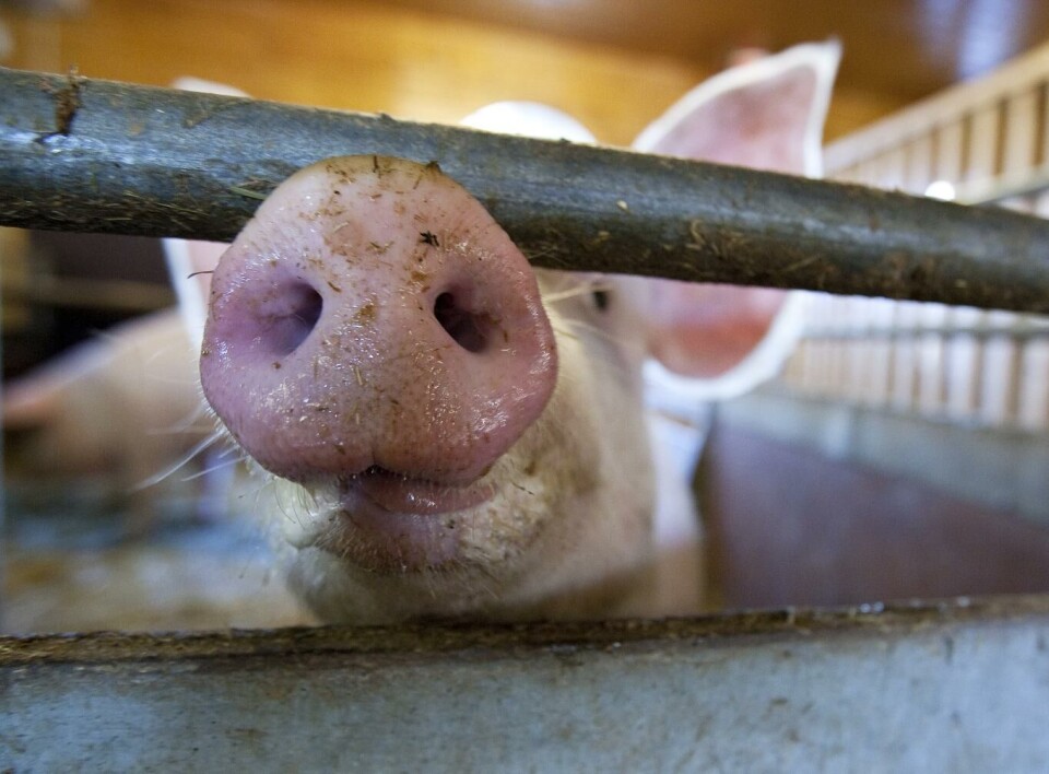 Det har vært skrevet mye om dyrevelferden i norske grisefjøs den siste tiden, og matprodusenten Nortura har lært en lekse, sier selskapet. Illustrasjonsfoto: Gorm Kallestad, NTB