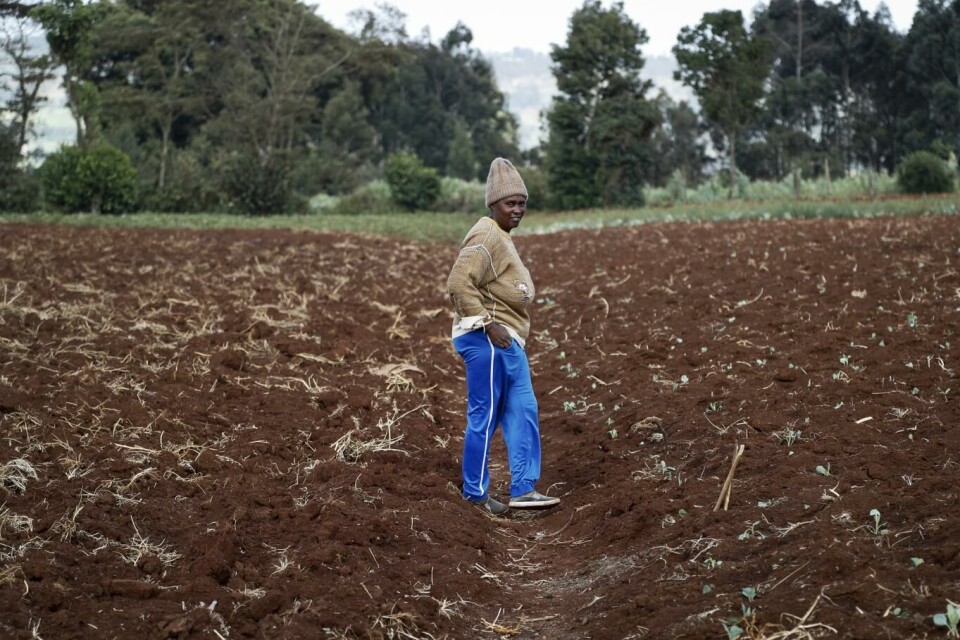 Gårdbruker Monicah Wanjiku på et av jordene hennes i Kiambu utenfor Kenyas hovedstad Nairobi. Ukraina-krigen har presset opp prisene på kunstgjødsel i Kenya og en lang rekke andre land. Foto: Brian Inganga, AP, NTB