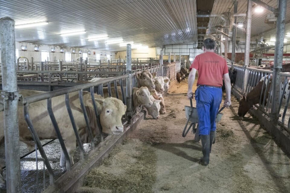 Norske bønder økte inntektene sine i fjor. Foto: Terje Bendiksby, NTB