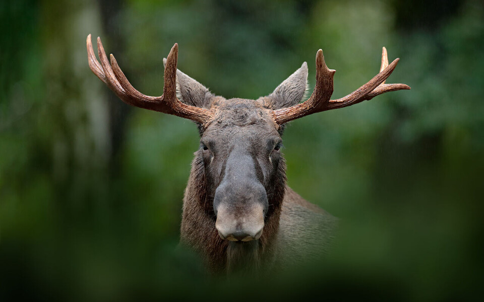 Indrefileten fra denne karen står øverst på favorittmenyen til Lars Petter Bartnes. Foto Ondrej Prosicky | iStock