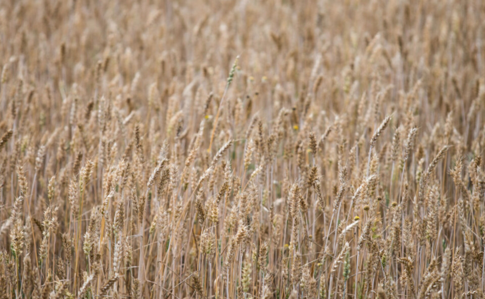 Illustrasjonsfoto: Audun Braastad, NTB