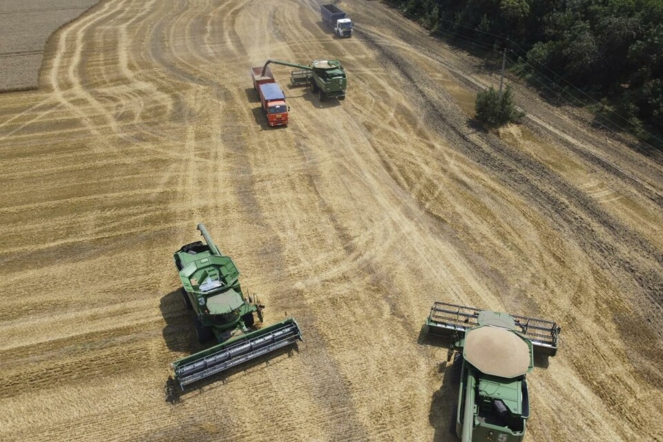 Russland er blant verdens største produsenter og eksportører av hvete. Bildet er fra landsbyen Tbilisskaja sørvest i Russland. Arkivfoto: Vitaly Timkiv, AP, NTB