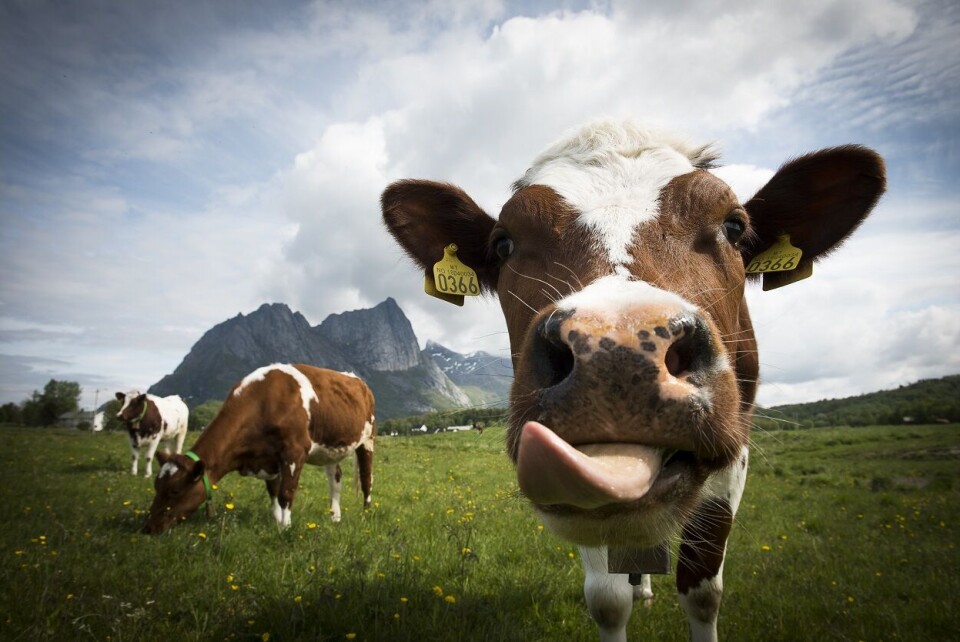 Bankene var spesielt bekymret for bønder som må omstille fra båsfjøs til løsdrift, opplyser Norges Bondelag. Foto: Norges Bondelag