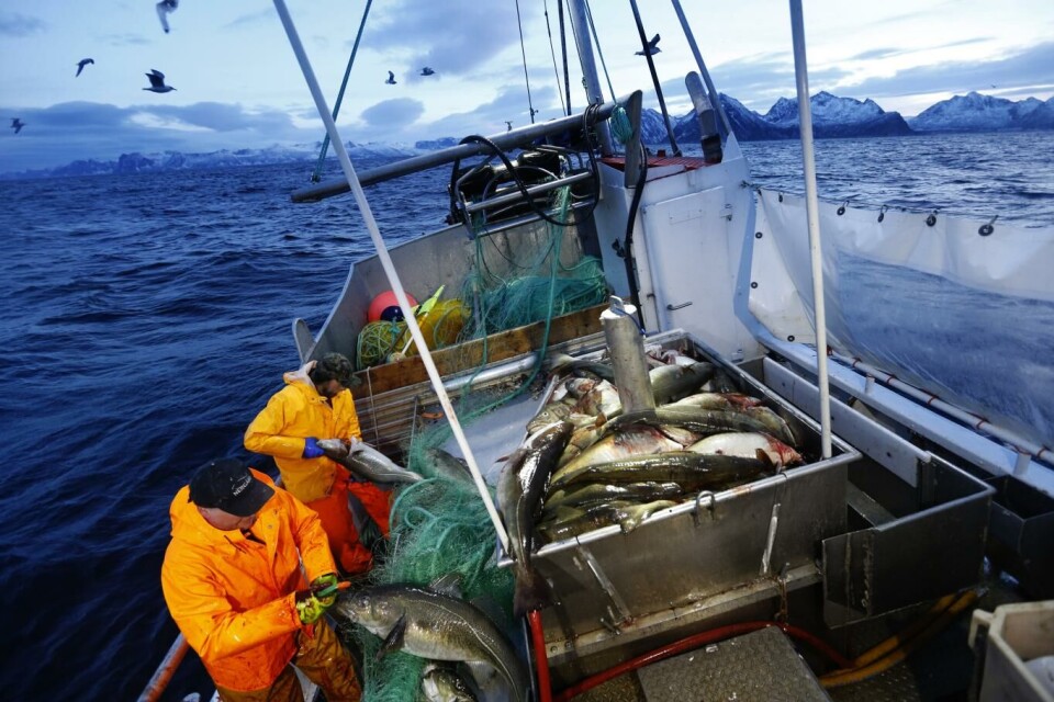 Mai bød på en nedgang i salg av fersk torsk. Skreifiske ved Gryllefjord utenfor Senja. Foto: Cornelius Poppe, NTB