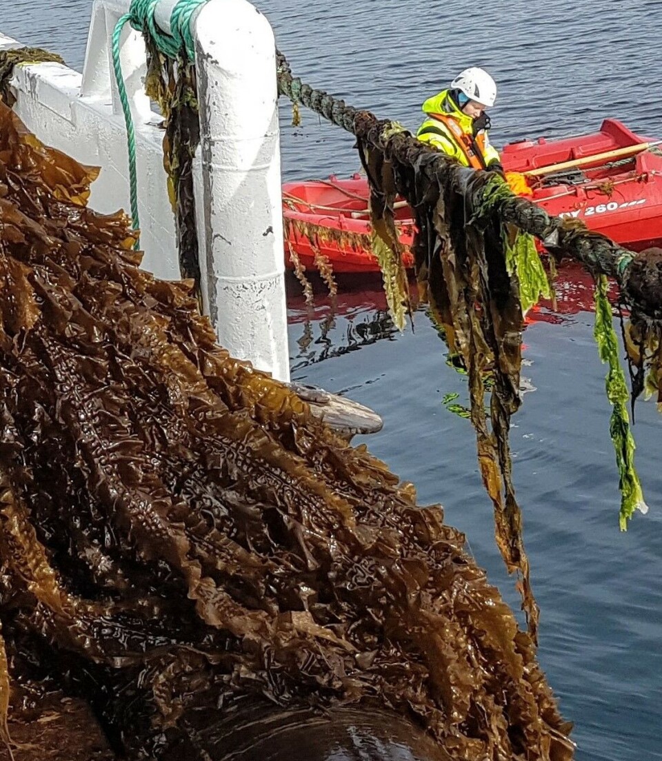 Høye produksjonskostnader og råvarepriser, blant annet, gjør det utfordrende for norske tareprodusenter å komme inn i matindustrien.