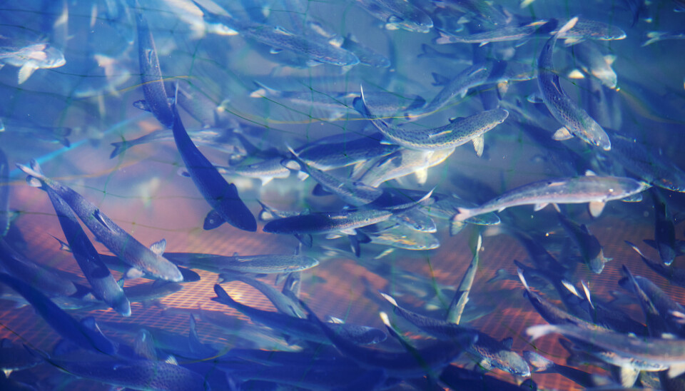 Nivået av flere miljøgifter i oppdrettsfisk, har år for år blitt lavere. Nivået av flere miljøgifter i oppdrettsfisk, har år for år blitt lavere.