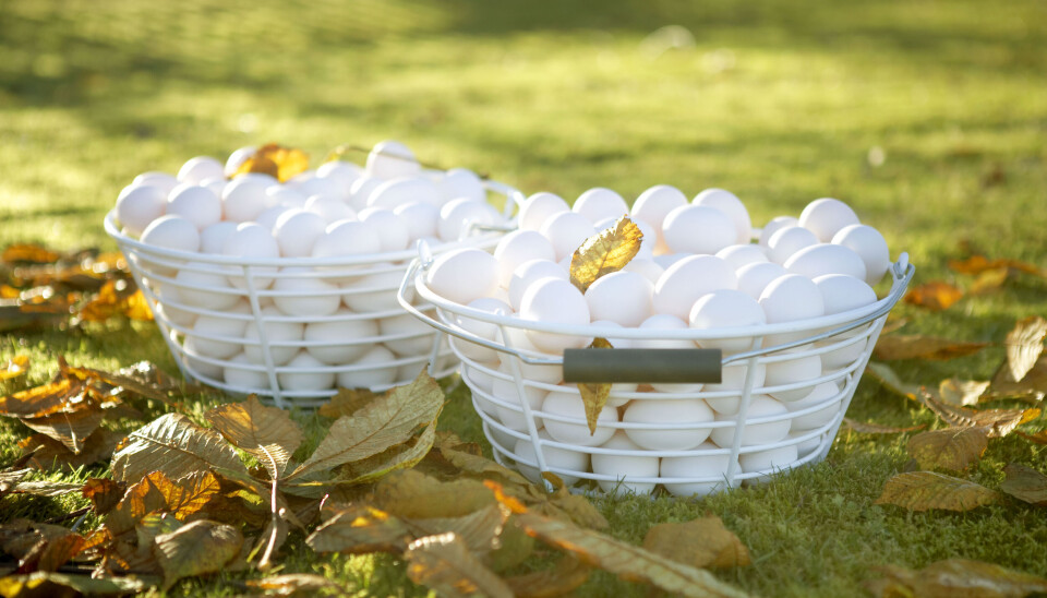Etter at Nortura økte prisene og gjorde det enda mer attraktivt å være eggbonde, har interessen for å etablere eggproduksjon økt kraftig.