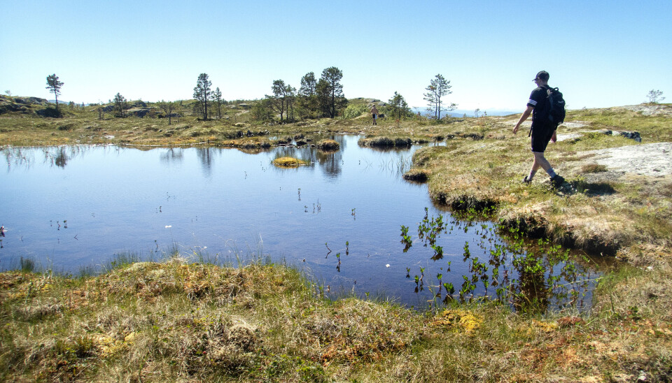 Myrlandskapet er gull verdt for mennesker. Blant annet demper myra flom. Fra Jervfjellet ved Trondheim.