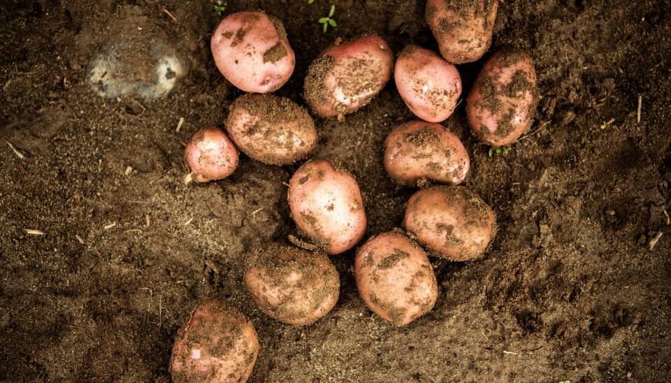 Norske poteter, her av sorten Laila, er blitt mye dyrere, men beskyttes mot utenlandske konkurrenter av en ny potettoll.