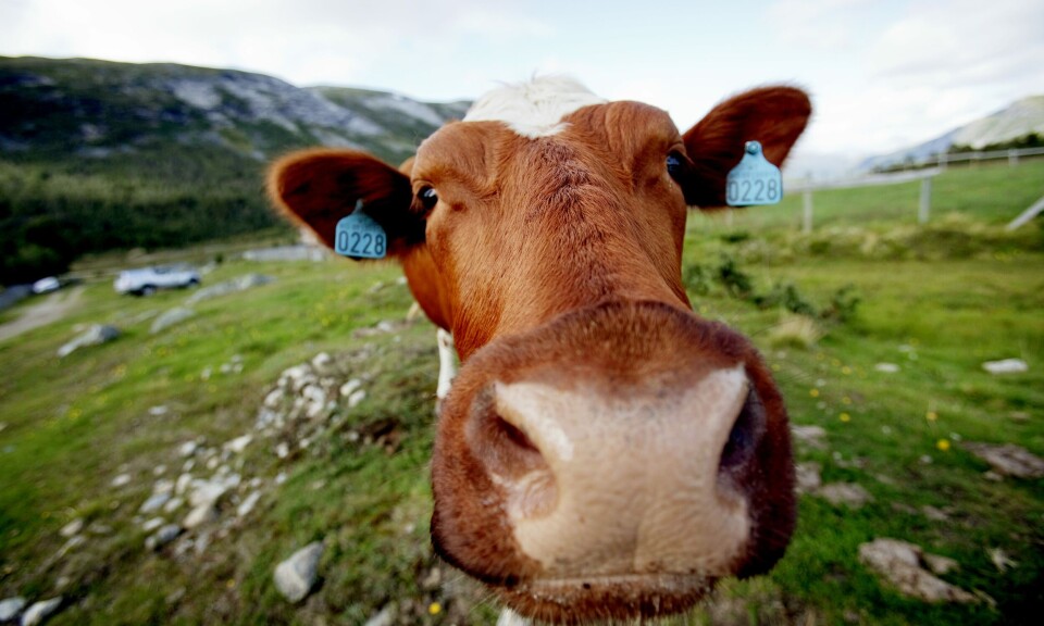 Skjerpede fôr-krav står ikke i veien for økologisk melkeproduksjon